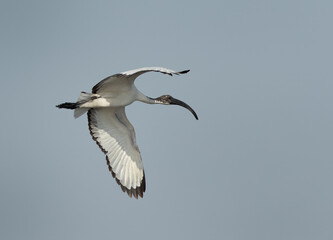 African Sacred Ibis in flight at Asker marsh, Bahrain