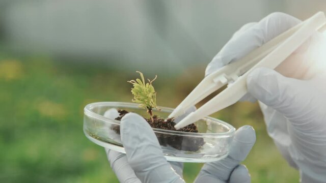Slowmo close-up of gloved hands of agricultural engineer holding petri dish with seedling sample with soil using tweezers while doing research
