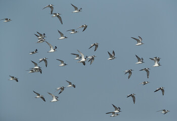 Flock of Little Tern flying at Asker marsh, Bahrain