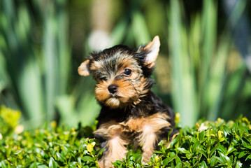 Yorkshire terrier puppy on a green bush under sunlight