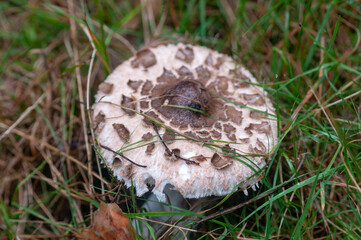 mushroom in the grass