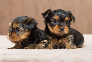 Fototapeta na wymiar two Yorkshire terrier puppy at home, close up