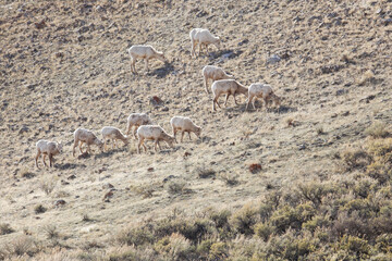 Big Horn Sheep Millers Butte National Elk Refuge Jackson Hole Wyomng