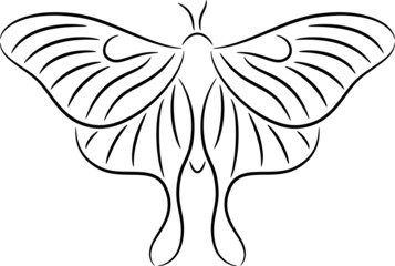 illustration of a butterfly, isolated