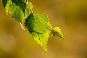green birch leaves on the background of green nature