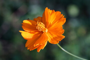 Closeup of orange flower in sunny garden