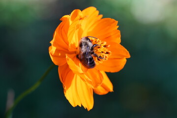 Closeup of bee on orange flower
