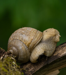 Obraz premium A lovely snail closeup at spring in neunkirchen with soft bokeh
