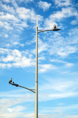 Gulls perching on a lamppost with a background of blue sky and clouds