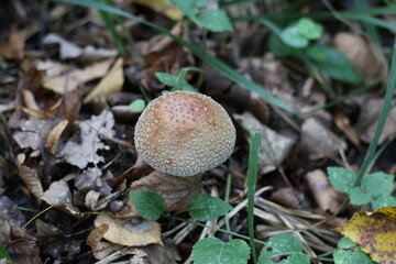 a lonely mushroom growing in the forest near the stump
