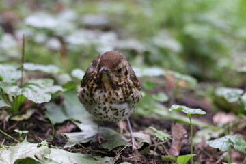 the hermit thrush hides in the grass