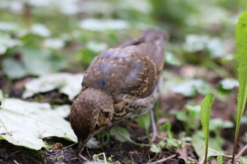 the hermit thrush hides in the grass