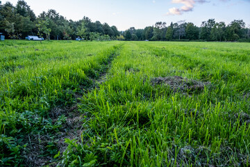 Panorama of a large, green meadow. The dense grass is cut evenly. Day. Autumn. Russia.