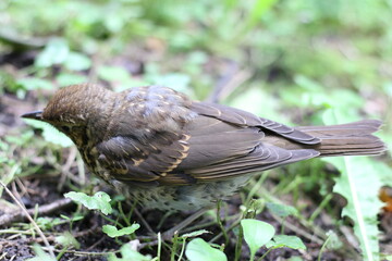 the hermit thrush hides in the grass