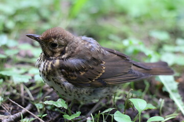 the hermit thrush hides in the grass