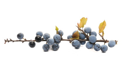 Fresh blackthorn berries with twig, prunus spinosa isolated on white background - obrazy, fototapety, plakaty
