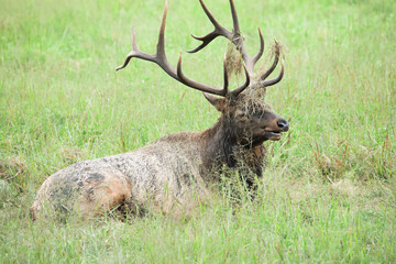 Elk Cataloochee Valley Great Smoky Mountains National Park North Carolina