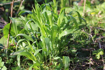 green plants in the forest in the sun in summer