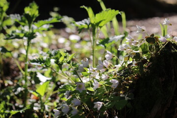 white flowers bloom in the forest in the sunlight