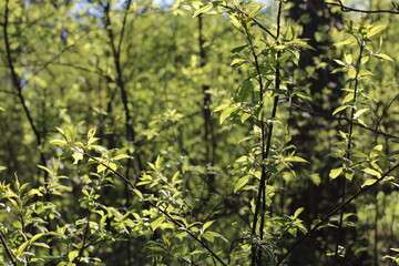 Fototapeta premium leaves of trees in the sunlight warm photo, summer