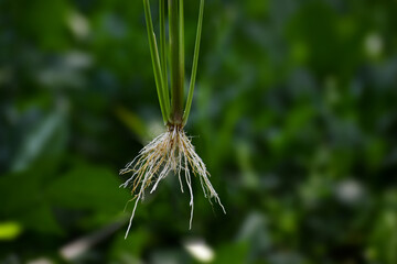 Closeup shot of a fibrous root system of a rice plant