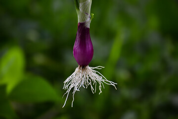 Closeup shot of a fibrous root system of onion bulbs
