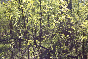 Obraz premium leaves of trees in the sunlight warm photo, summer