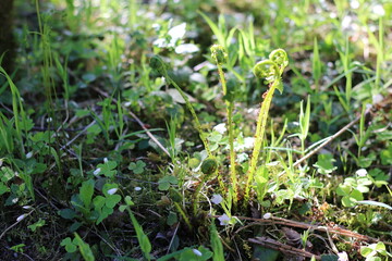 a beautiful plant growing in the forest in the sunlight, summer macro