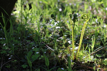 a beautiful plant growing in the forest in the sunlight, summer macro