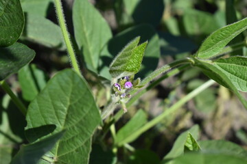 Soybean Plant Bloom