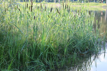 reeds on the lake in summer