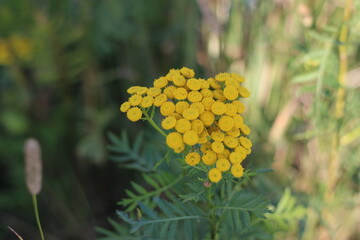 photography in the summer in the field, tansy, macrophotography