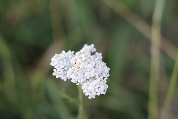 white,small flowers of yarrow herb