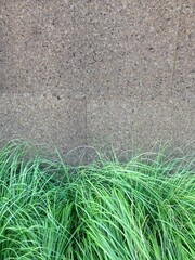 arvore natureza flores folhas verde