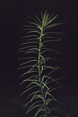 spikey plant