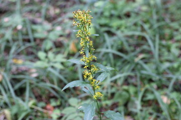 giant goldenrod in the field macrophoto