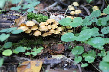 a group of toadstools growing among the moss