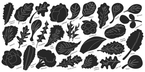 Lettuce and salad black vector set of icon.black vector set illustration leaf of lettuce. Isolated illustration collection leaf of salad icon.