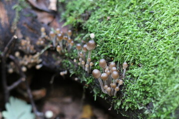 there are many toadstools growing on moss on a tree
