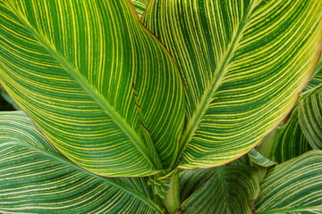 closeup of green and yellow leaf texture plant in la réunion france