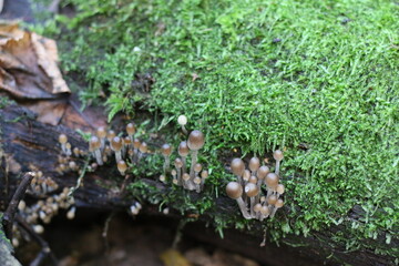 poisonous mushrooms growing on moss in the forest