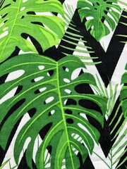 Monstera miltiple leaves on fabric on white background