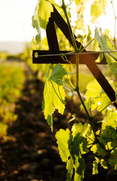 Grape leaves close up at a Grape Vineyard in Napa Valley, California 