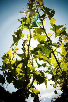 Grape Vineyard in Napa Valley, California 