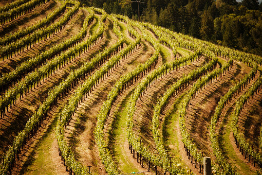 Grape Vineyard in Napa Valley, California 