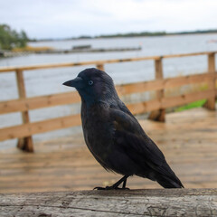 A black jackdaw sits on the table, looking out the window, begs for food