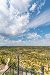 Countryside landscape with olive trees up to the horizon from a view point