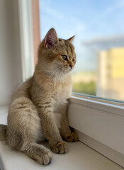 British Shorthair cat Golden Chinchilla