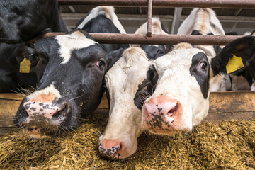 Cowshed. Livestock cow farm. Herd of black white cows are looking at the camera with interest. Breeding cows in free animal husbandry.