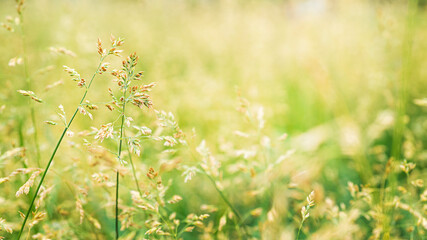 Beautiful golden and green grass in the meadow in the morning at dawn background.